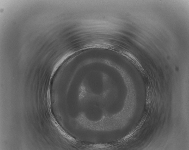 X0000066500796200603311703