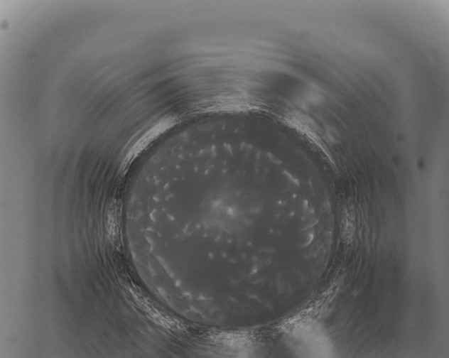 X0000066500874200603311702
