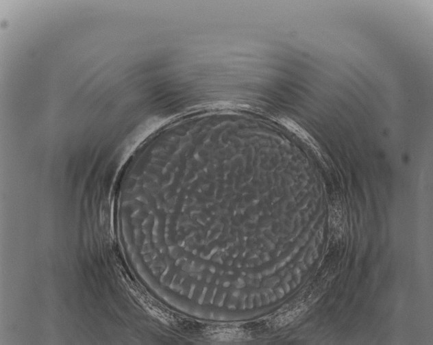 X0000066500886200603311701
