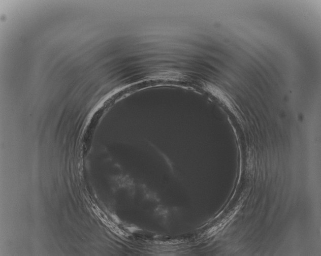 X0000066500923200603311700