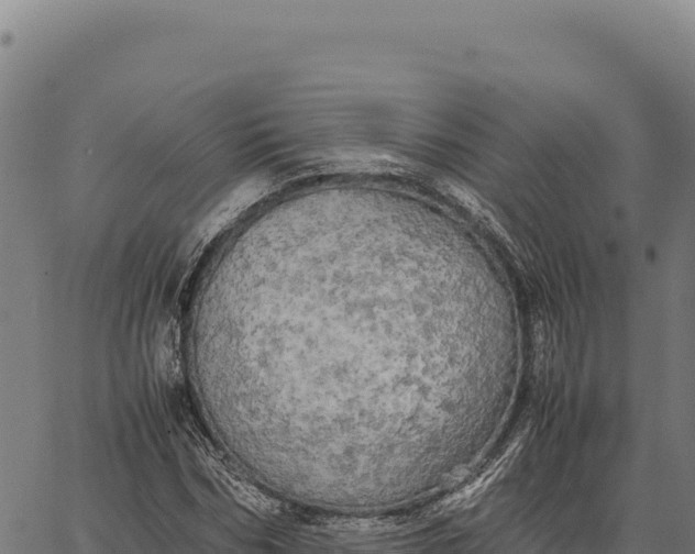 X0000066500970200603311700