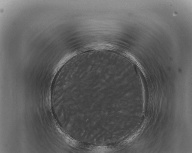 X0000066500986200603311700