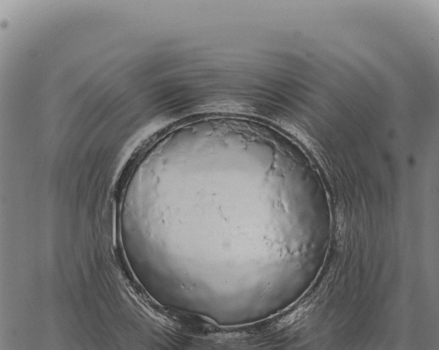 X0000066501123200603311657