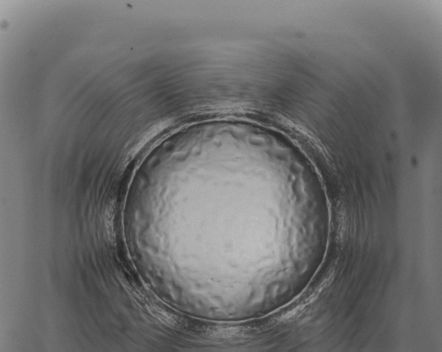 X0000066501162200603311657