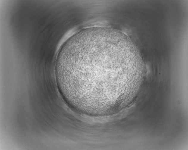 X0000066500004200604072253