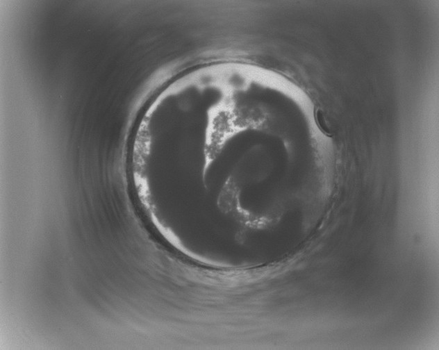 X0000066500006200604072253