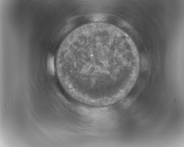 X0000066500028200604072252
