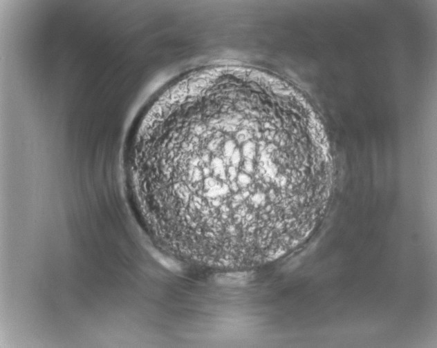 X0000066500102200604072251