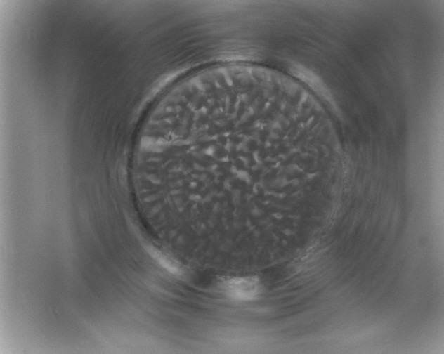X0000066500155200604072250