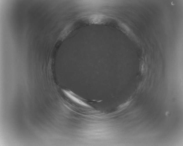 X0000066500217200604072249