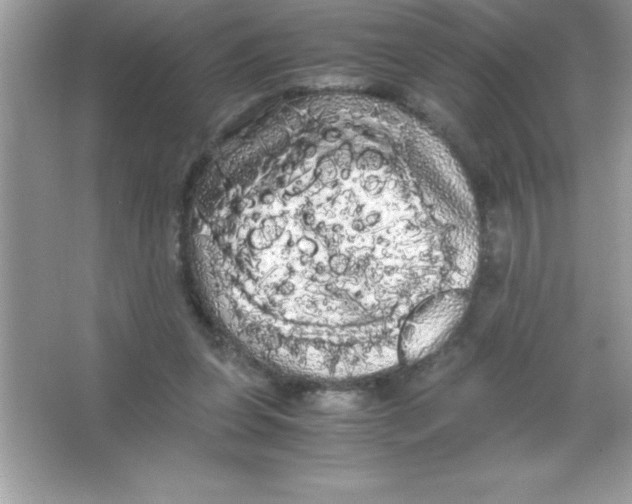 X0000066500255200604072248