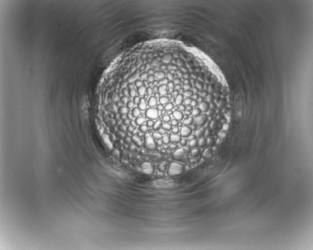 X0000066500279200604072249