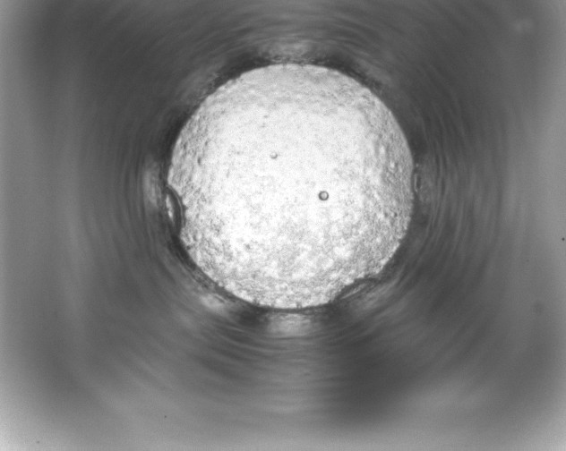 X0000066500287200604072249