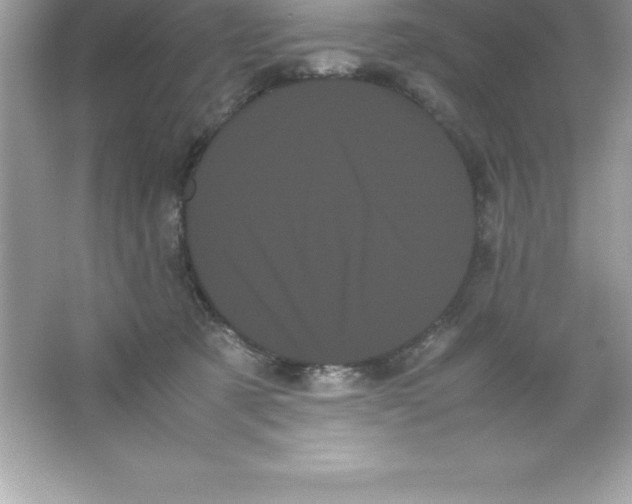 X0000066500321200604072247