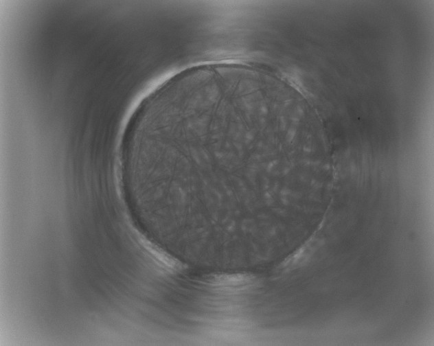X0000066500342200604072246