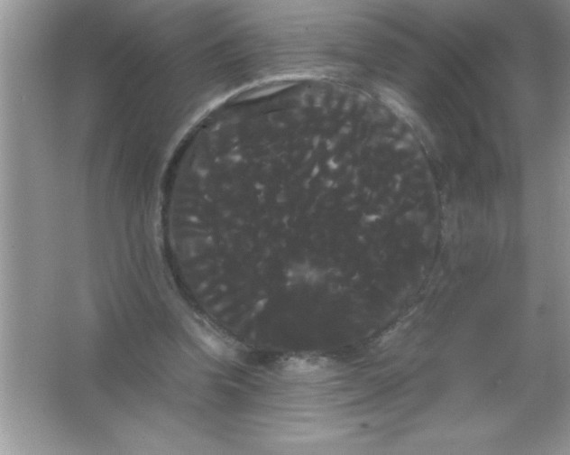 X0000066500346200604072246