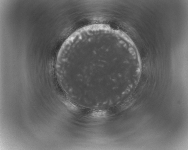 X0000066500369200604072247