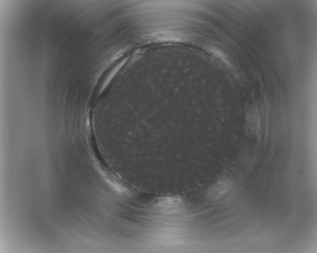 X0000066500398200604072246