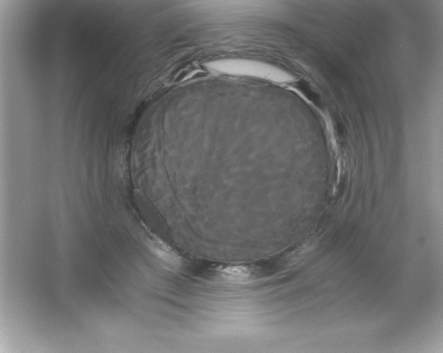 X0000066500409200604072246