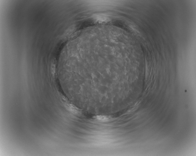 X0000066500417200604072246