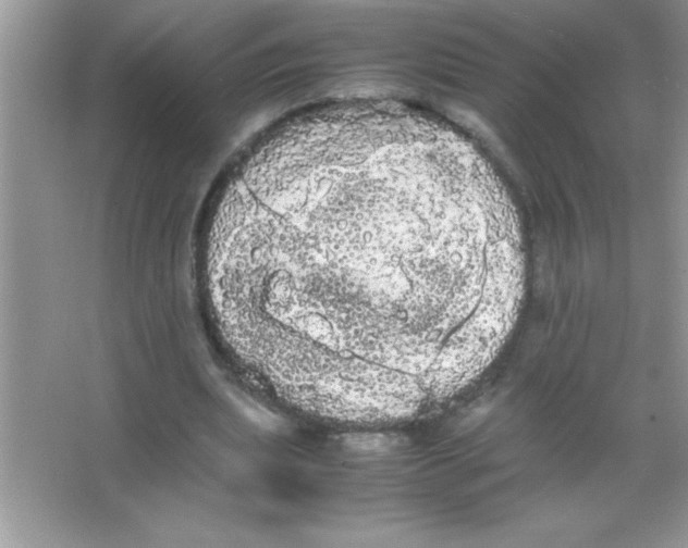 X0000066500439200604072245