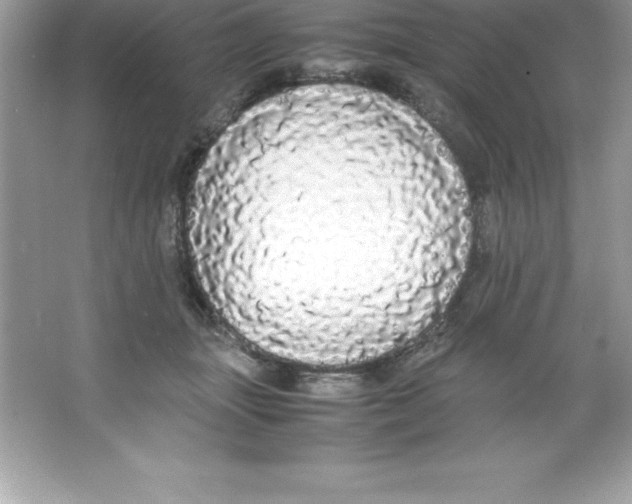 X0000066500463200604072245
