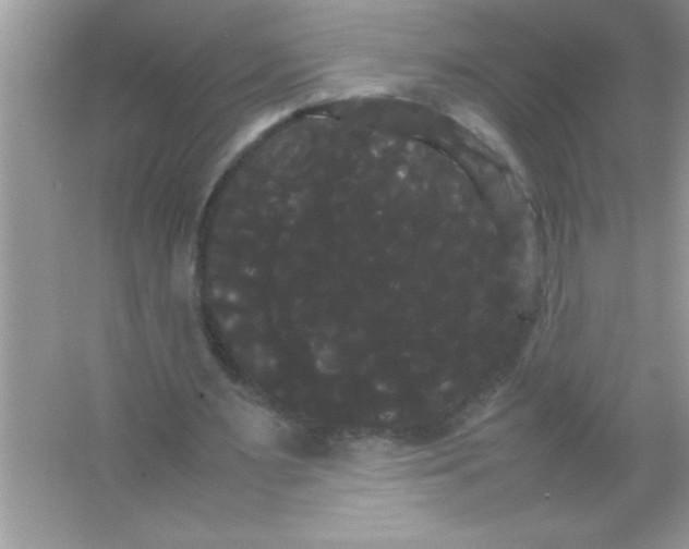 X0000066500483200604072245