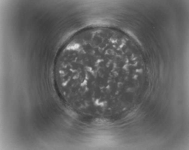 X0000066500487200604072245