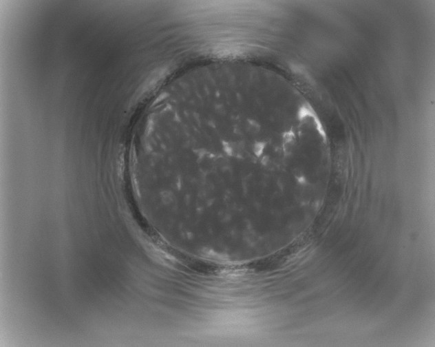 X0000066500495200604072244
