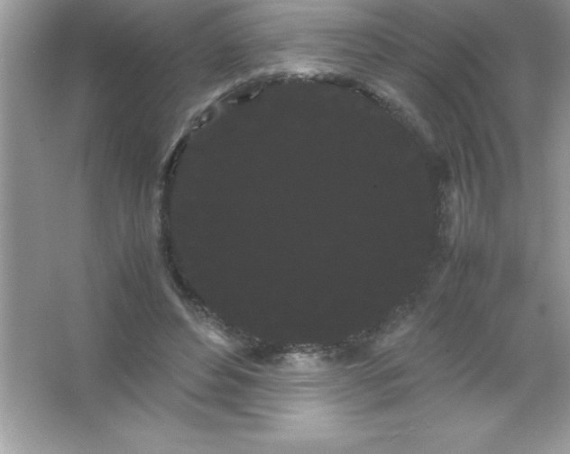 X0000066500496200604072244