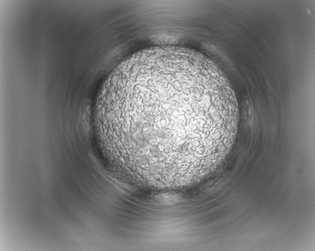 X0000066500498200604072244