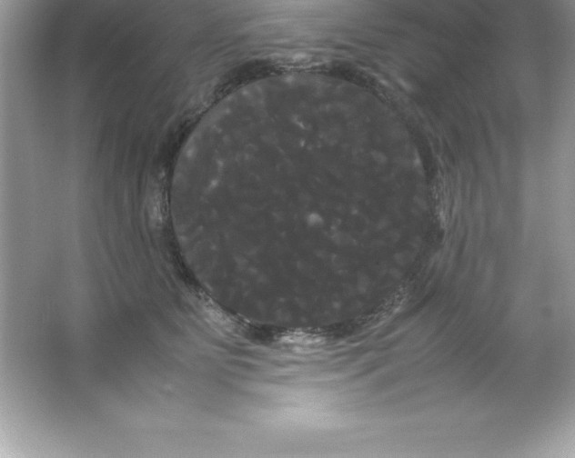 X0000066500515200604072244