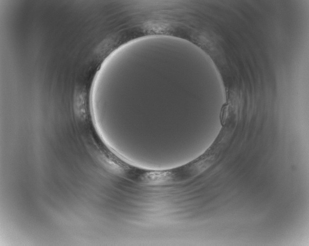 X0000066500526200604072244