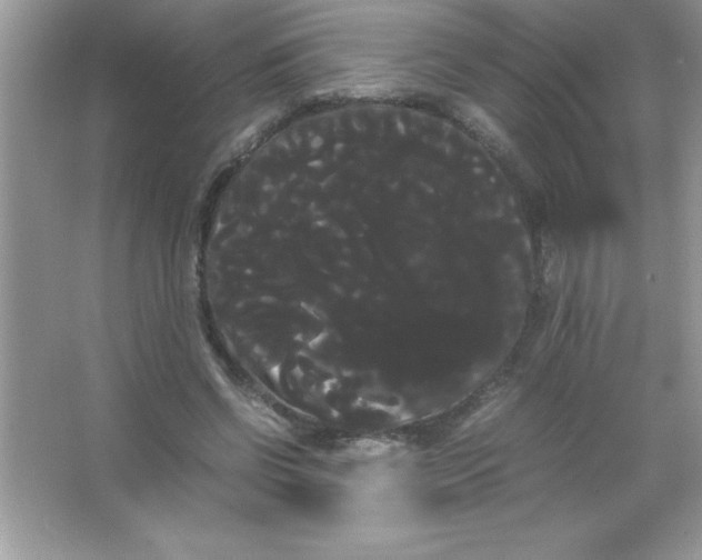 X0000066500542200604072243