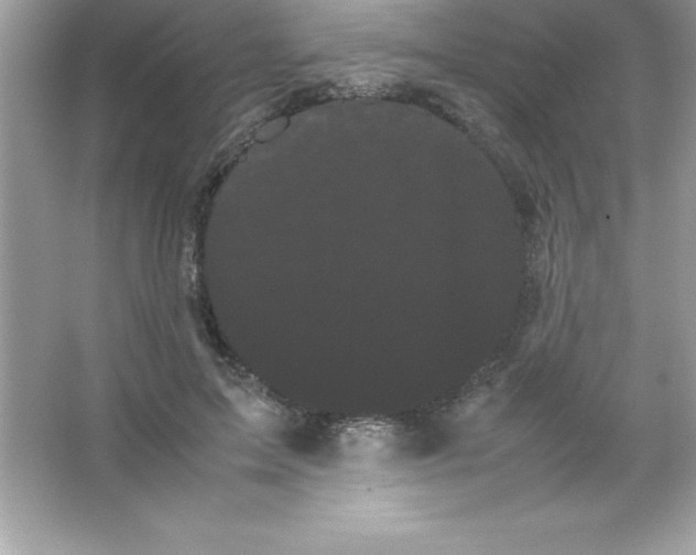 X0000066500599200604072243