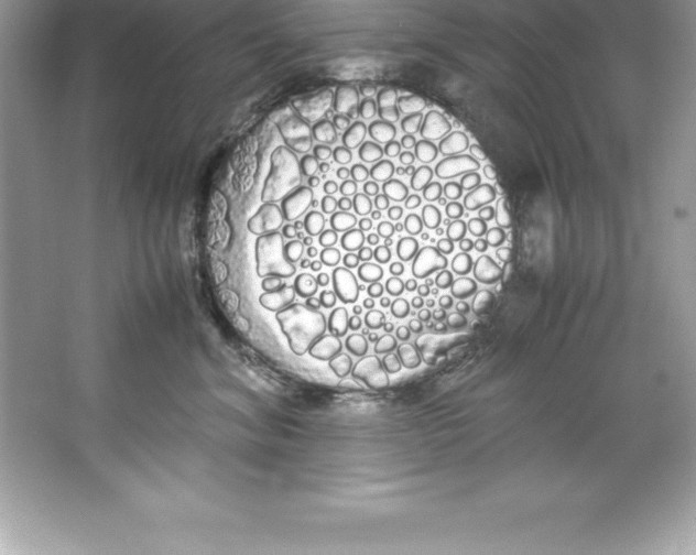 X0000066500620200604072242