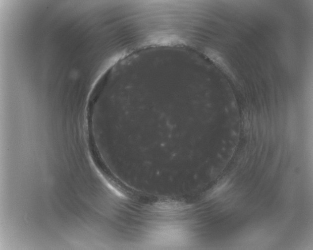 X0000066500630200604072242