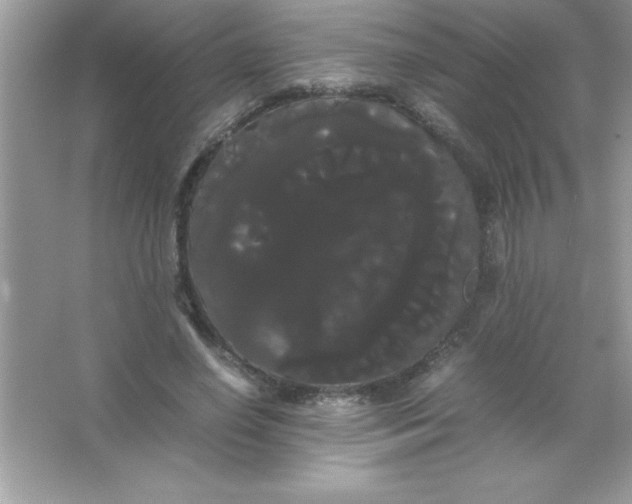 X0000066500638200604072242