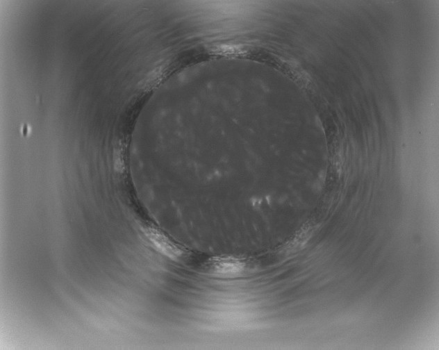 X0000066500658200604072242