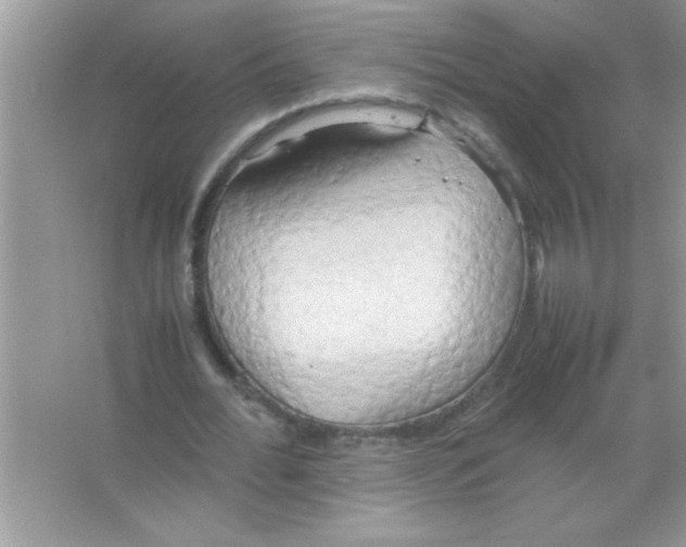 X0000066500676200604072241