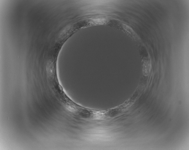 X0000066500701200604072241