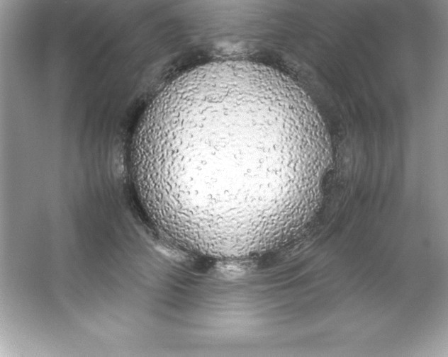 X0000066500706200604072241