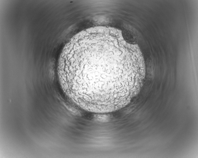 X0000066500710200604072241