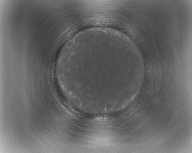 X0000066500744200604072240