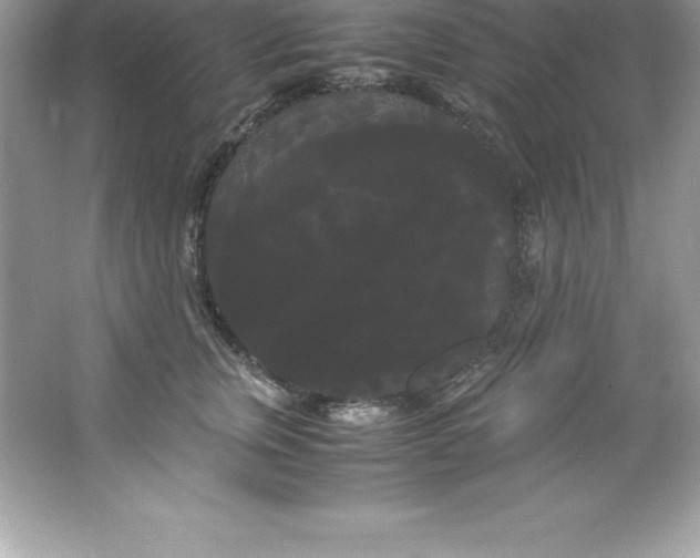 X0000066500759200604072240