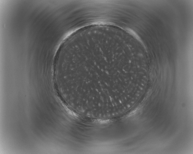 X0000066500831200604072238