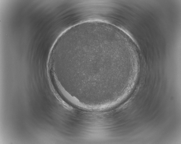X0000066500832200604072238