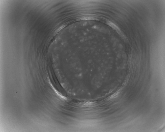 X0000066500841200604072239