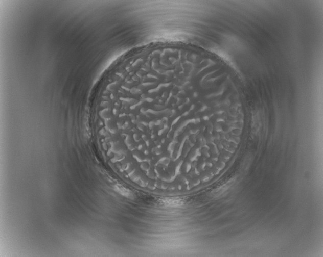 X0000066500878200604072238