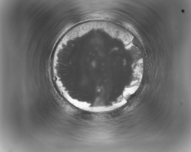 X0000066500899200604072238